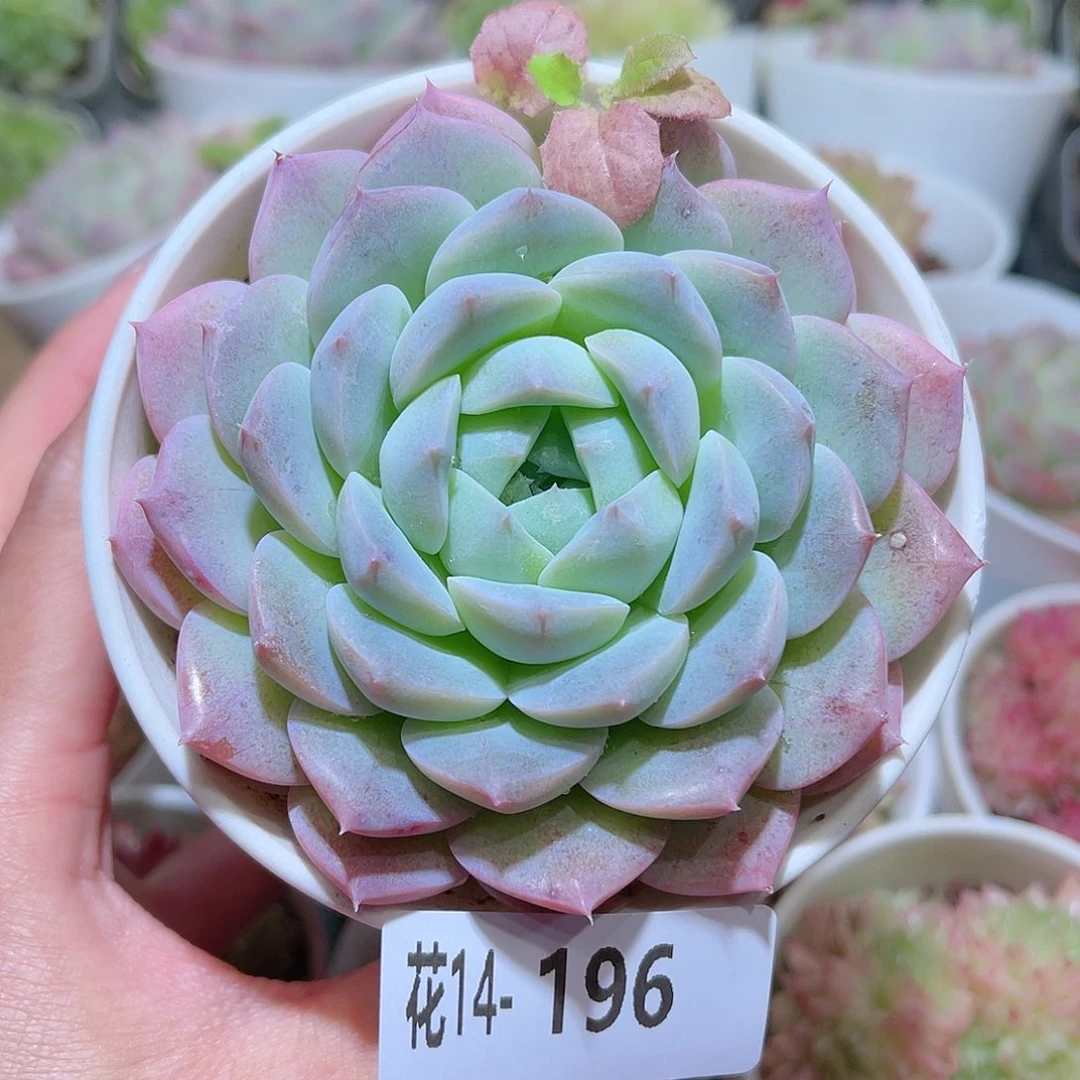 花利美14-196白桃汽水