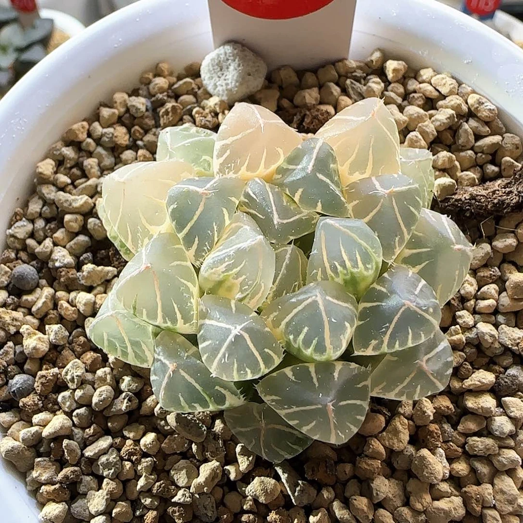 303号糊斑OH玉露锦一物一拍带盆土