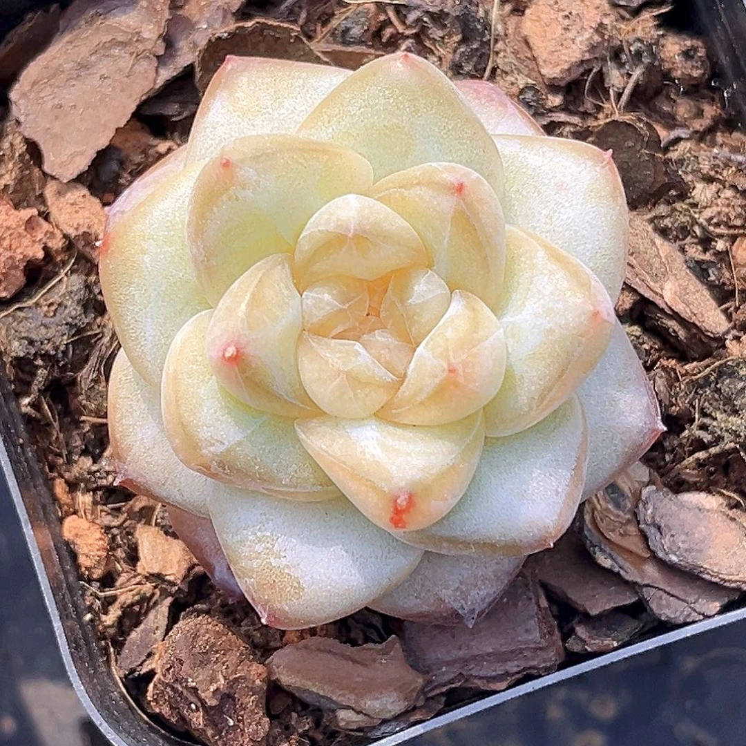 915一物一拍 星芒