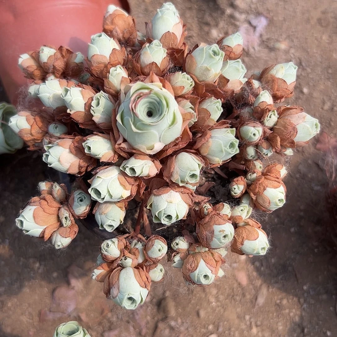 多肉植物多肉植物