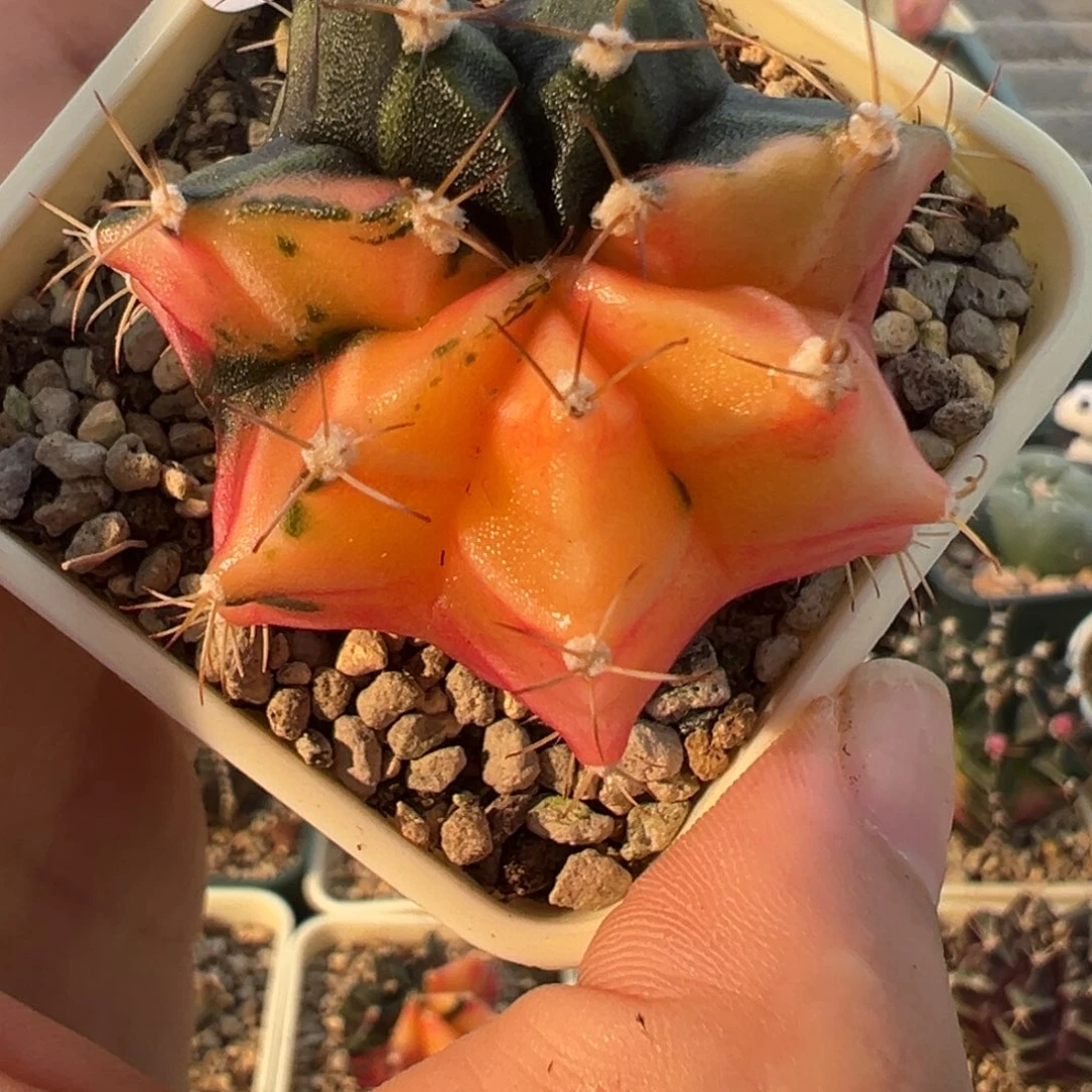 801 好看的米哈冲冲冲