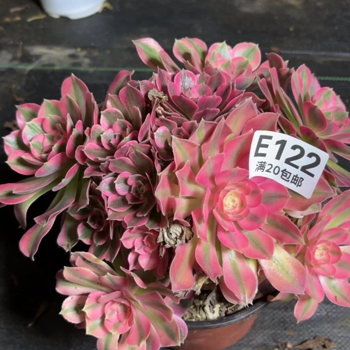 瑞妈一物一拍122