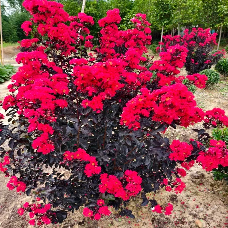 紫叶丹红紫薇花树苗百日红紫薇树大树庭院别墅地栽国旗红紫薇树苗