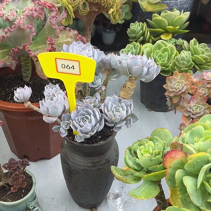 指***舞完全开放蓝石莲多肉植物064