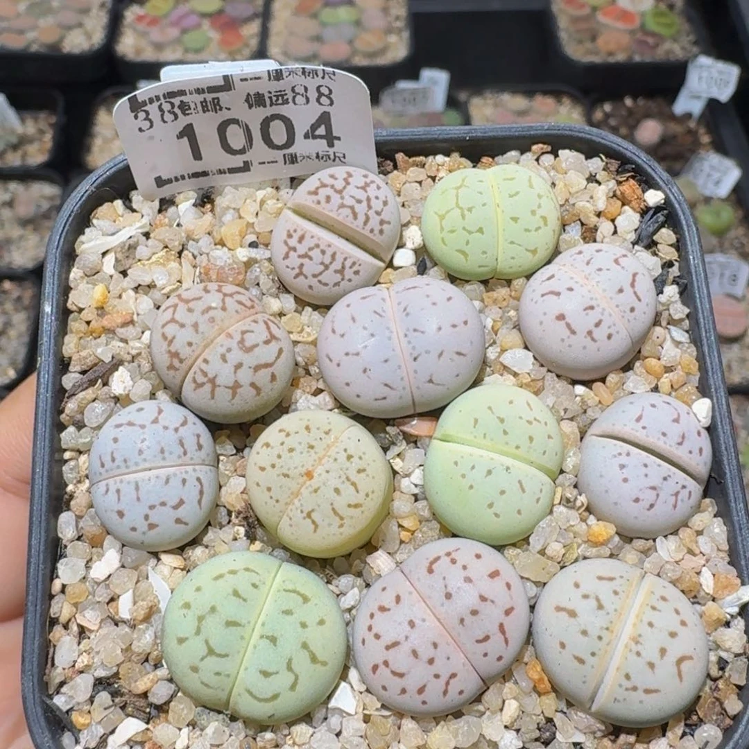 zzzz精品生石花1004