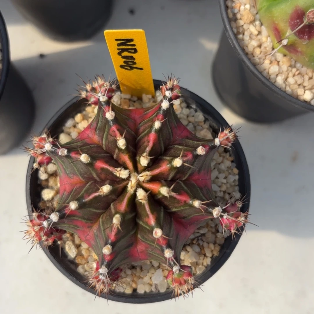 L570-1226泰国发货 labin