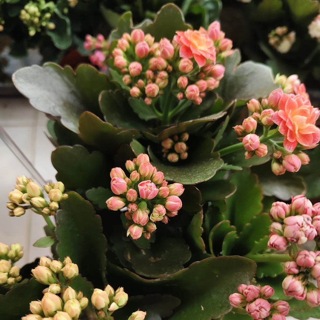 〖随机三色〗150盆长寿