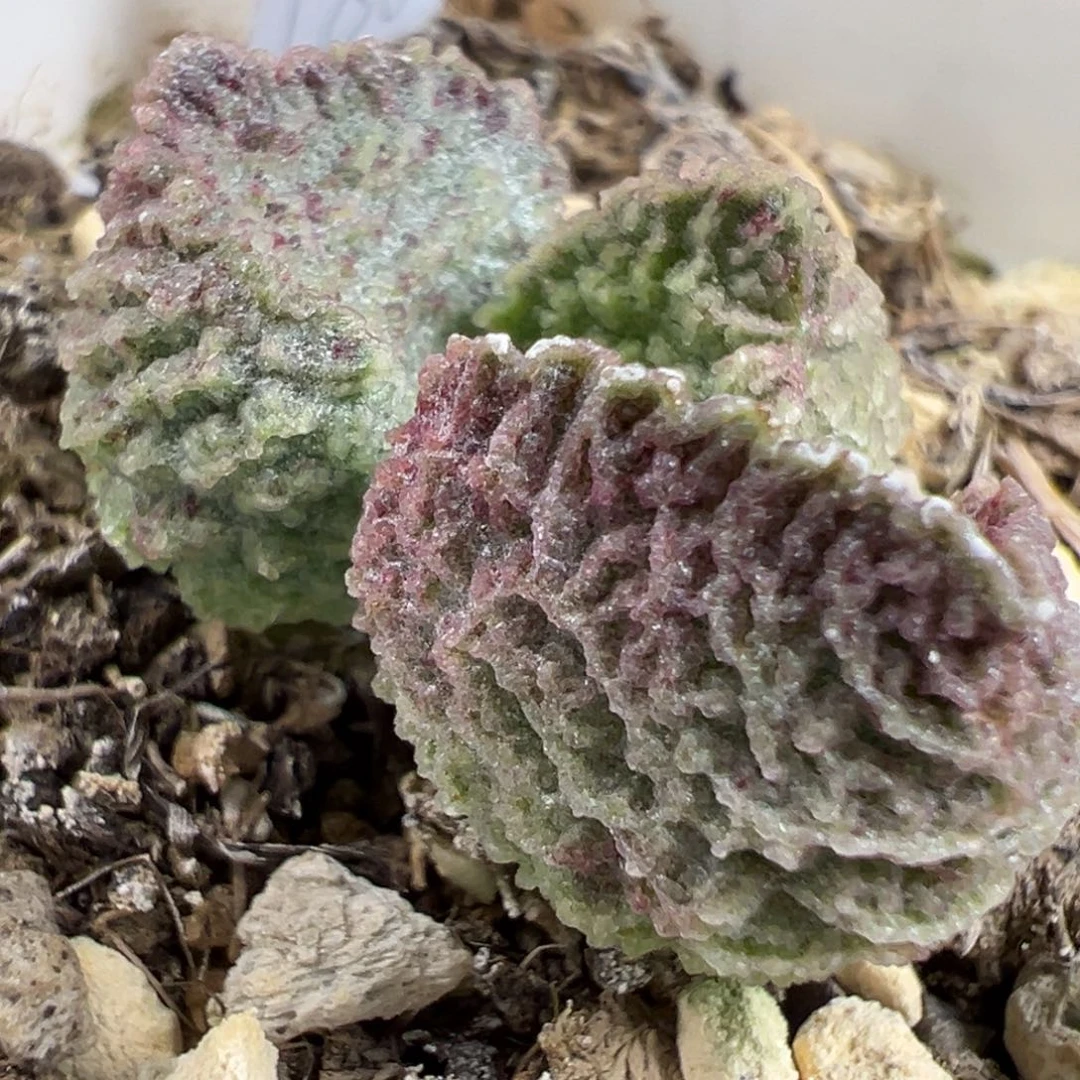 实生新品多肉植物水泡多肉植物水泡