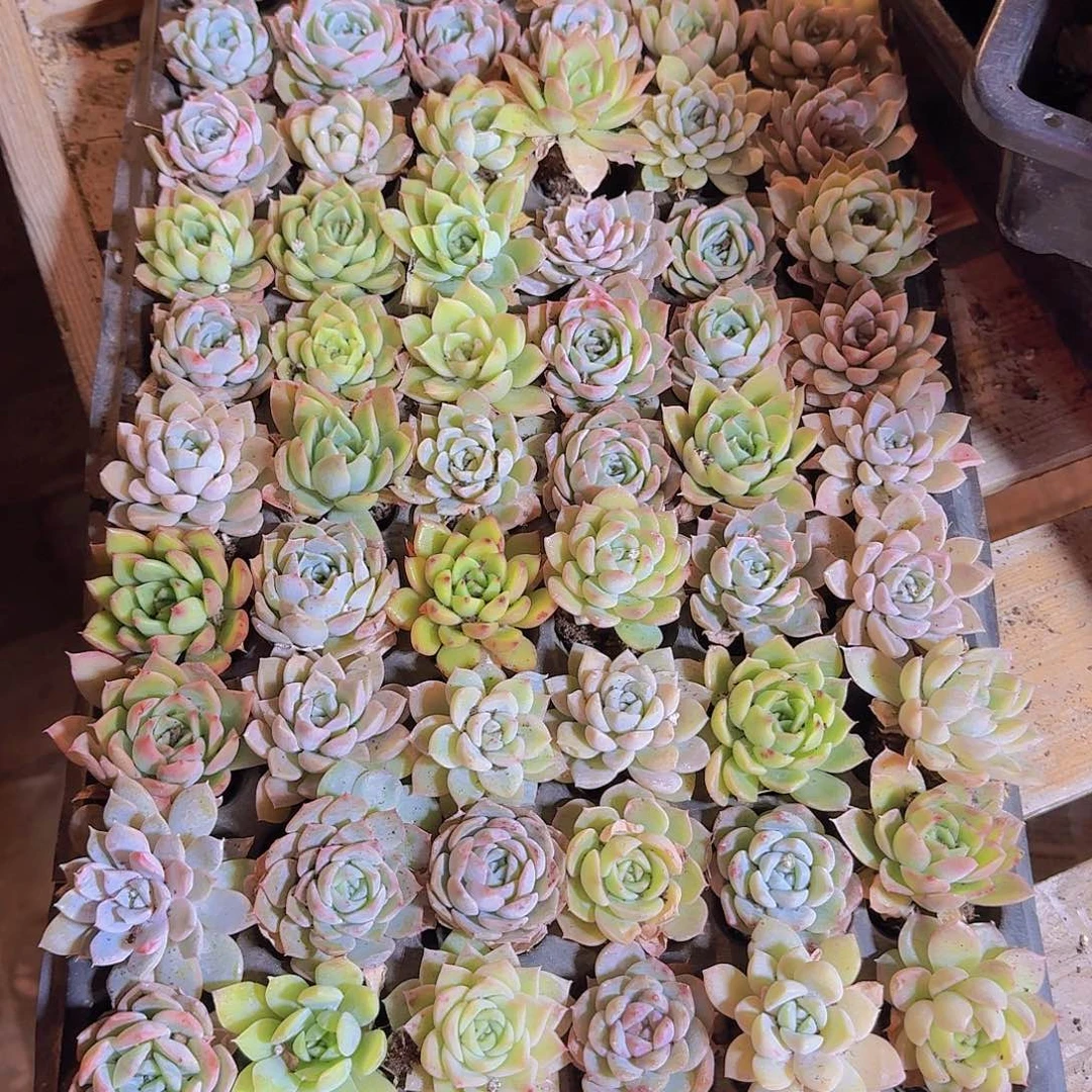 直播福利一物一拍61