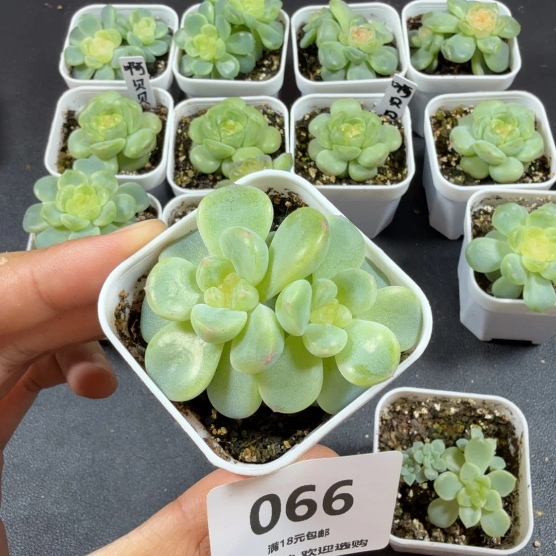 财富密码双头一物一拍066