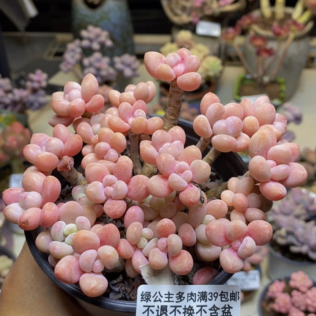 674鱼子酱多肉9c m
