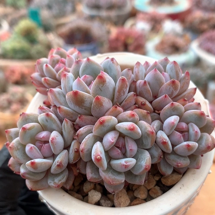 星星橙多肉   011