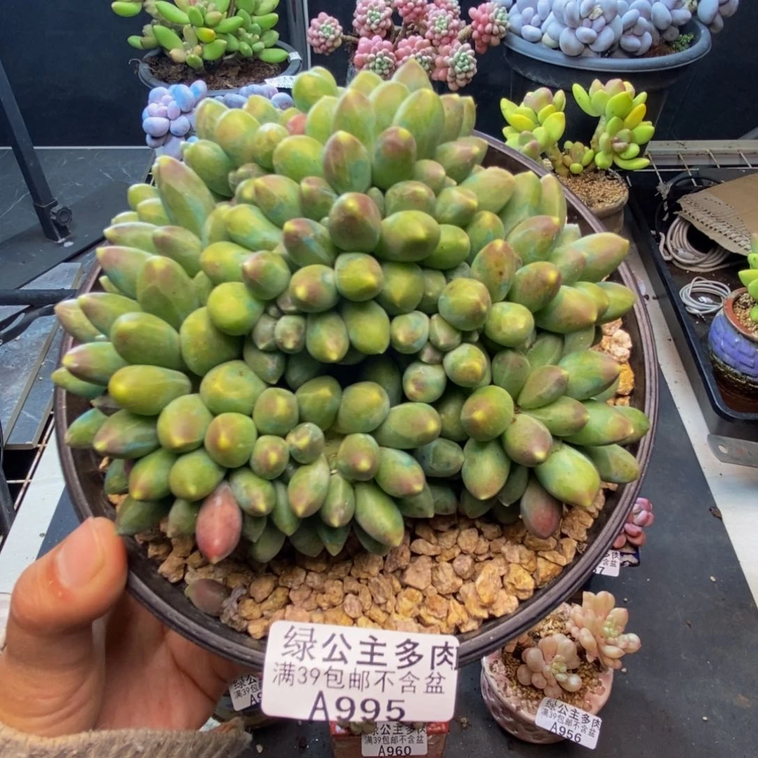 995香蕉树缀多肉10c m