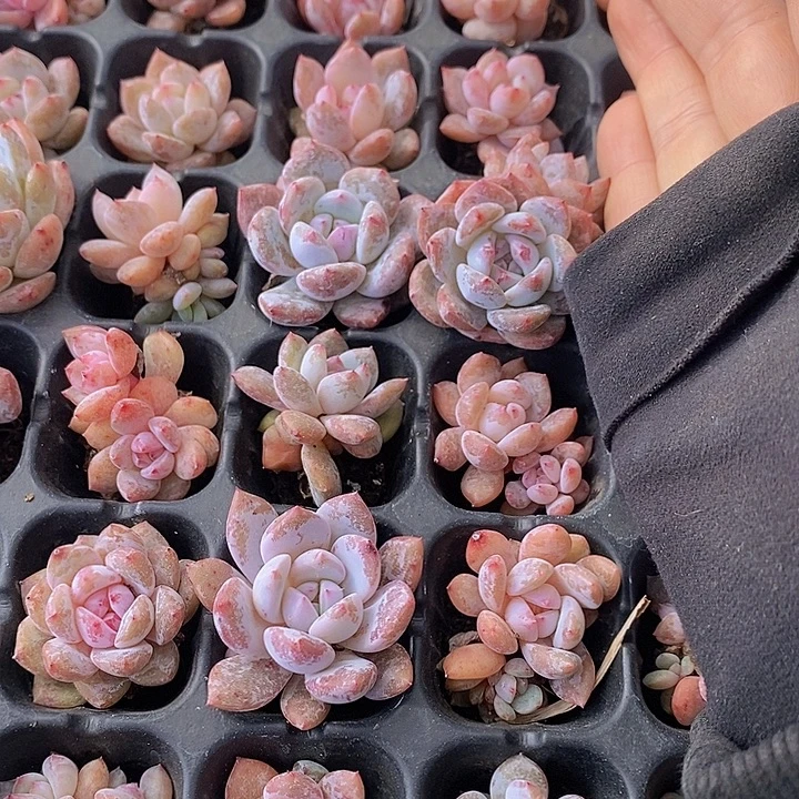 154 多肉植物盆栽植物