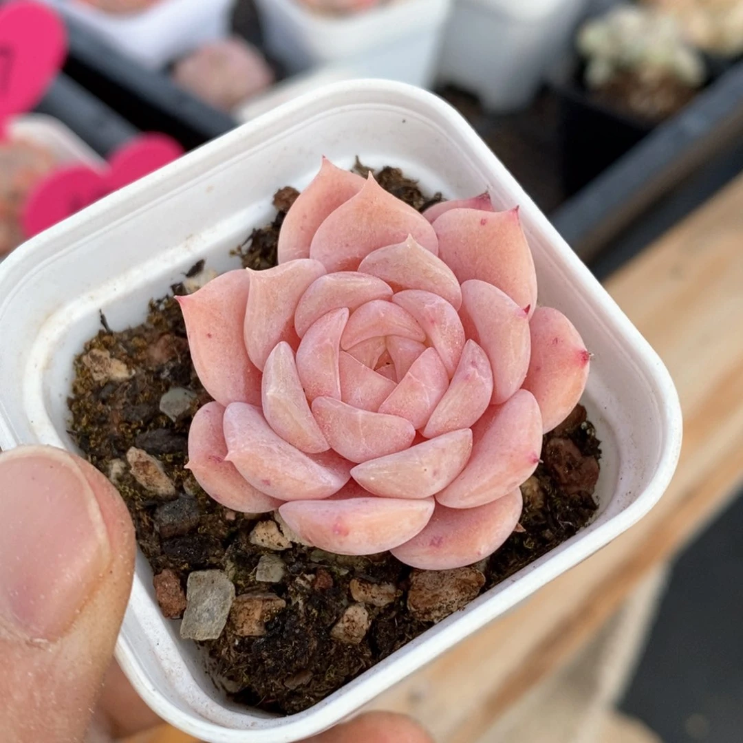 精品多肉一物一的拍200