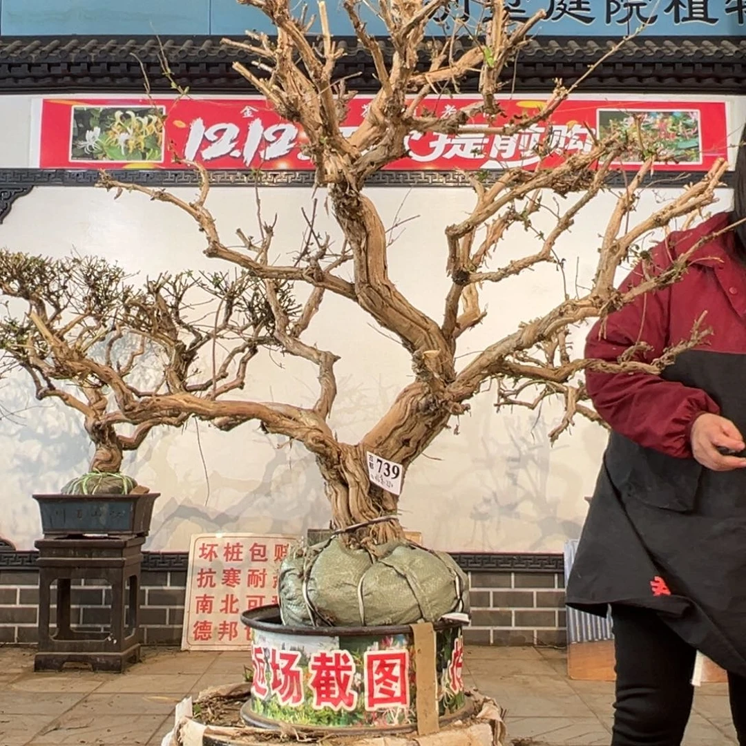 无花朵金银花的6669999996666