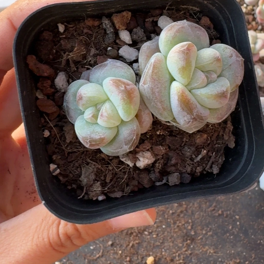 60 号到手1颗，江北多肉