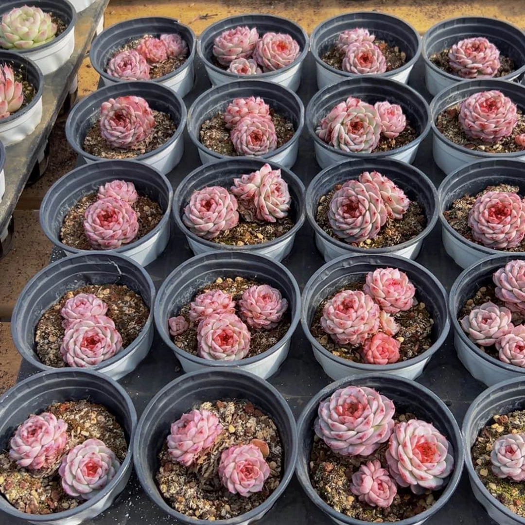 王***郁988多肉葡萄的味道w