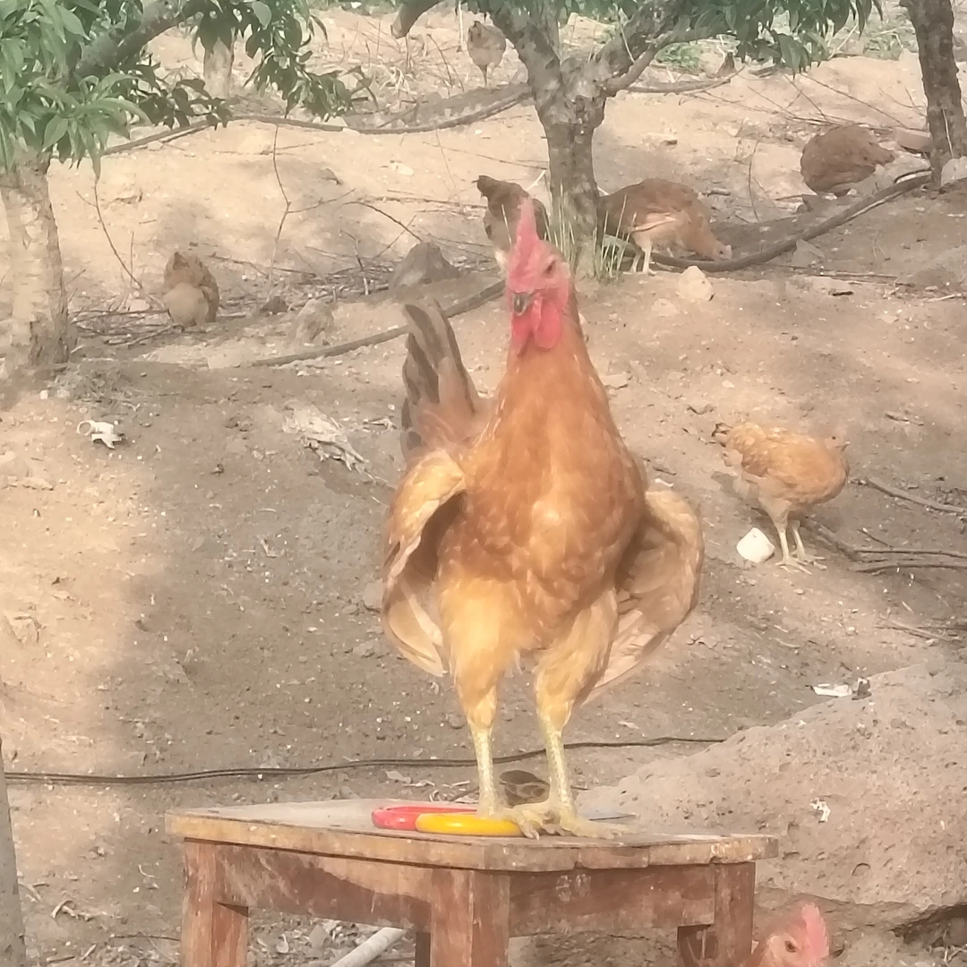 宠物鸡 苏禽公鸡（单只1.5-3斤重）