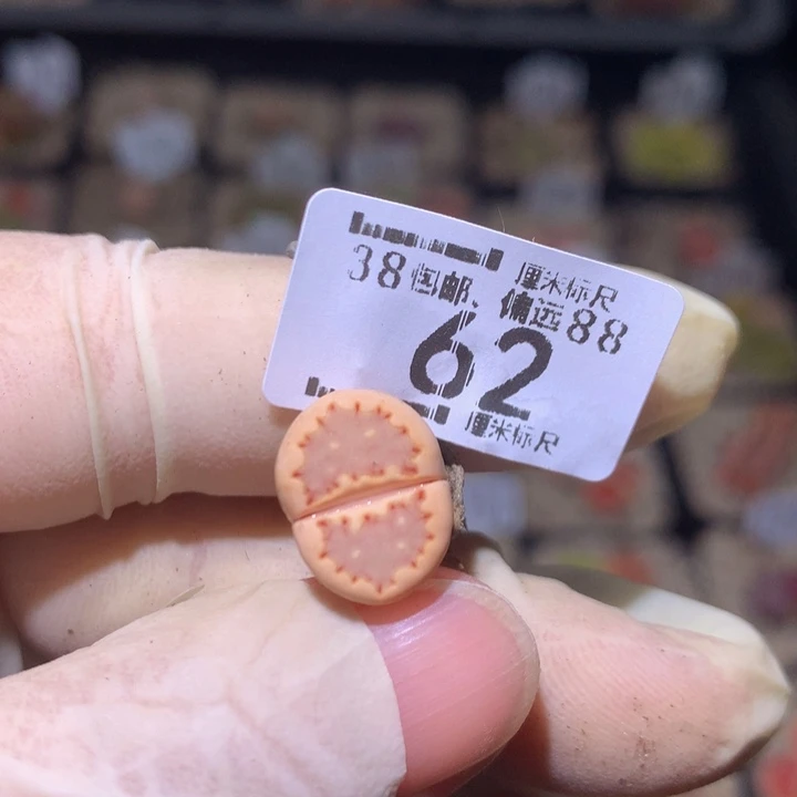 鬼**✨zzz精品生石花62