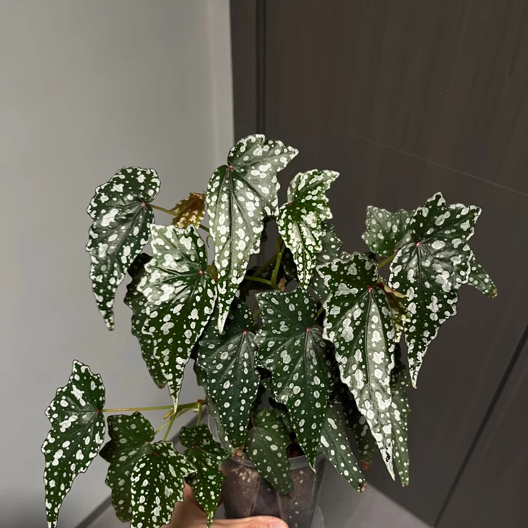 渟叙【4颗秋海棠】新手入门清新绿植超级ins网红秋海棠