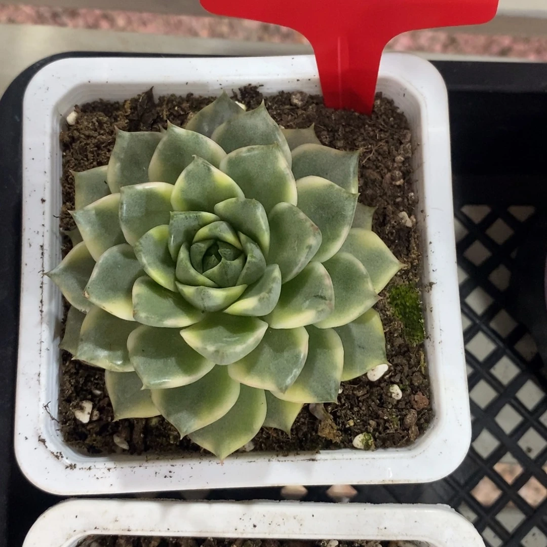 法比奥拉锦多肉植物
