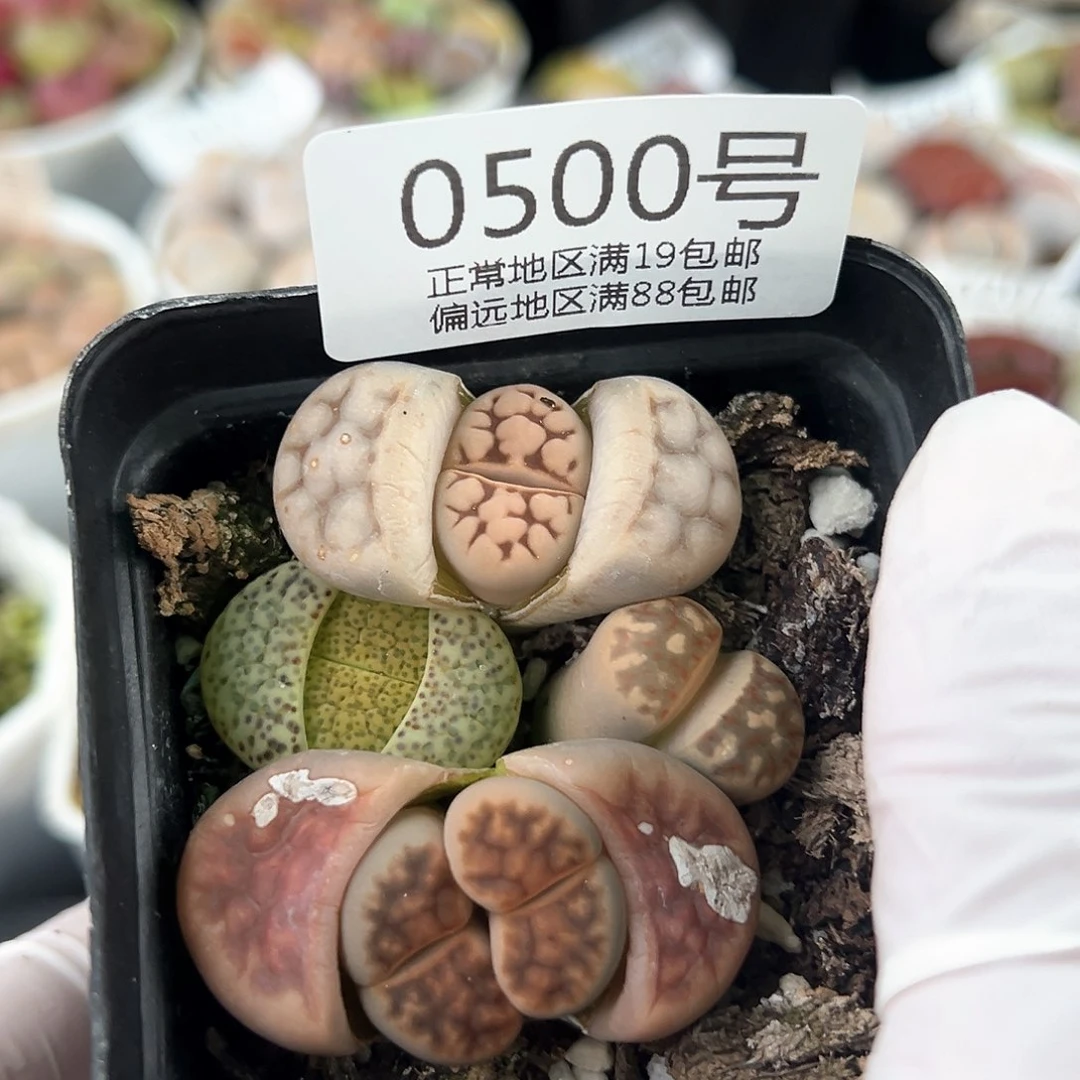 好养易活生石花大母本0500