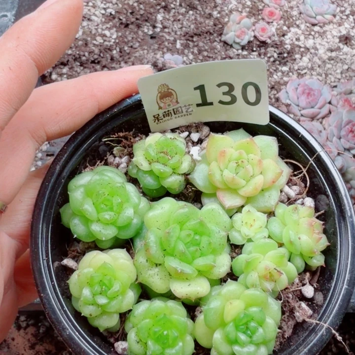 多肉植物多肉植物