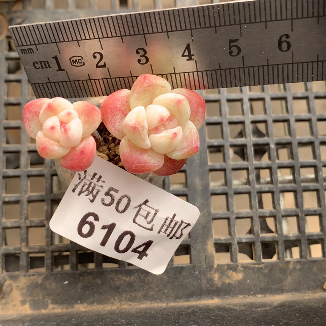 6104。玻璃瓶小腿双头冰玉。