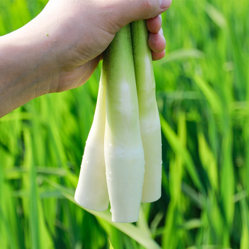 浙江高山茭白现摘当季农家时令新鲜茭瓜高笋水笋茭笋蔬菜鲜嫩爽口