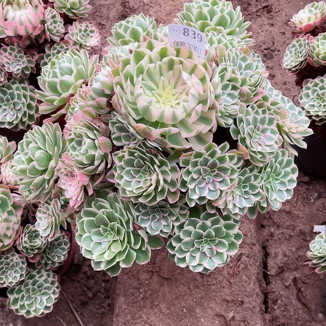 无花朵三*多肉植物839