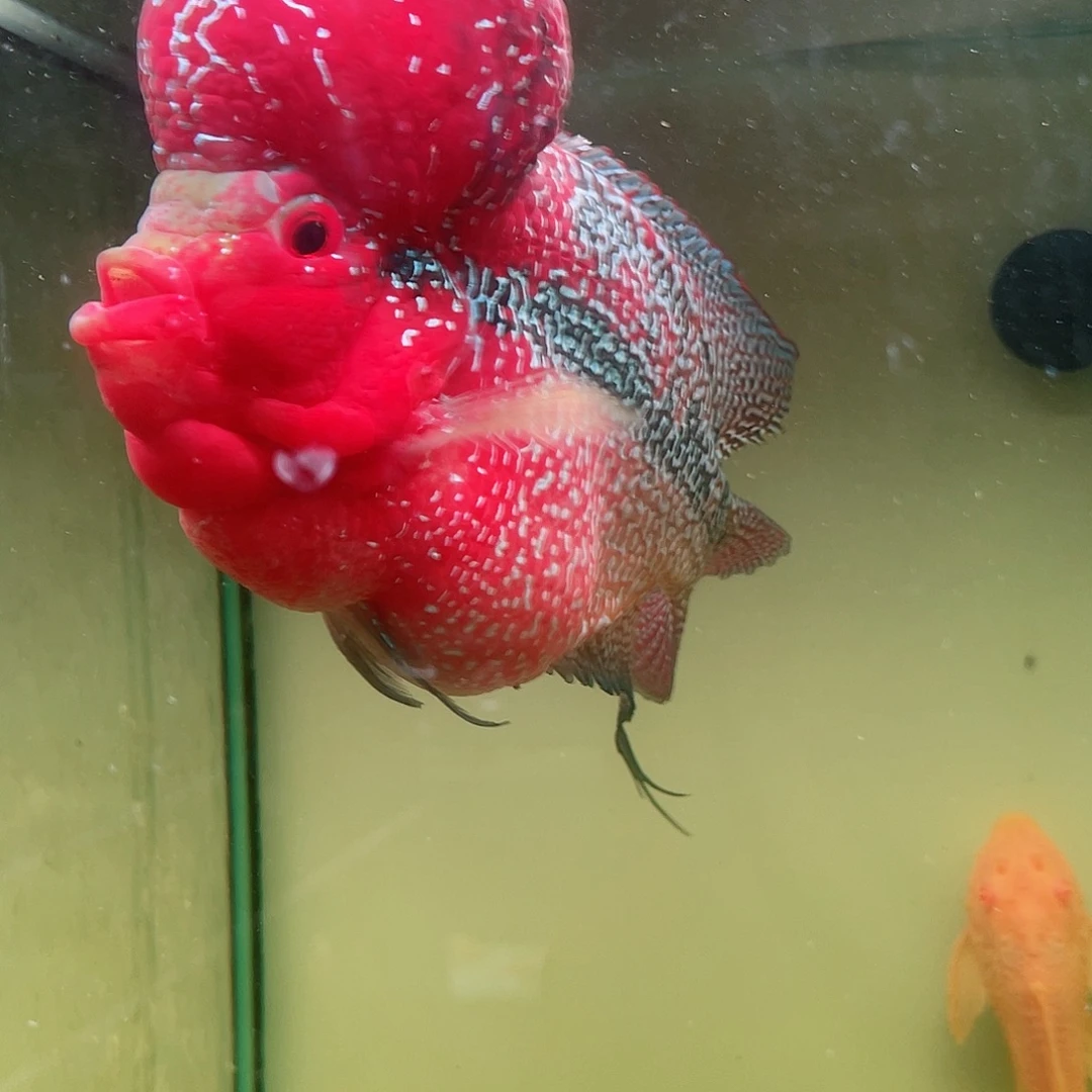 用***8罗汉鱼鸿运当头罗汉鱼