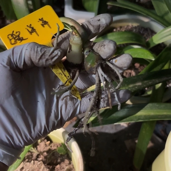 无花朵暖洋洋侧2颗