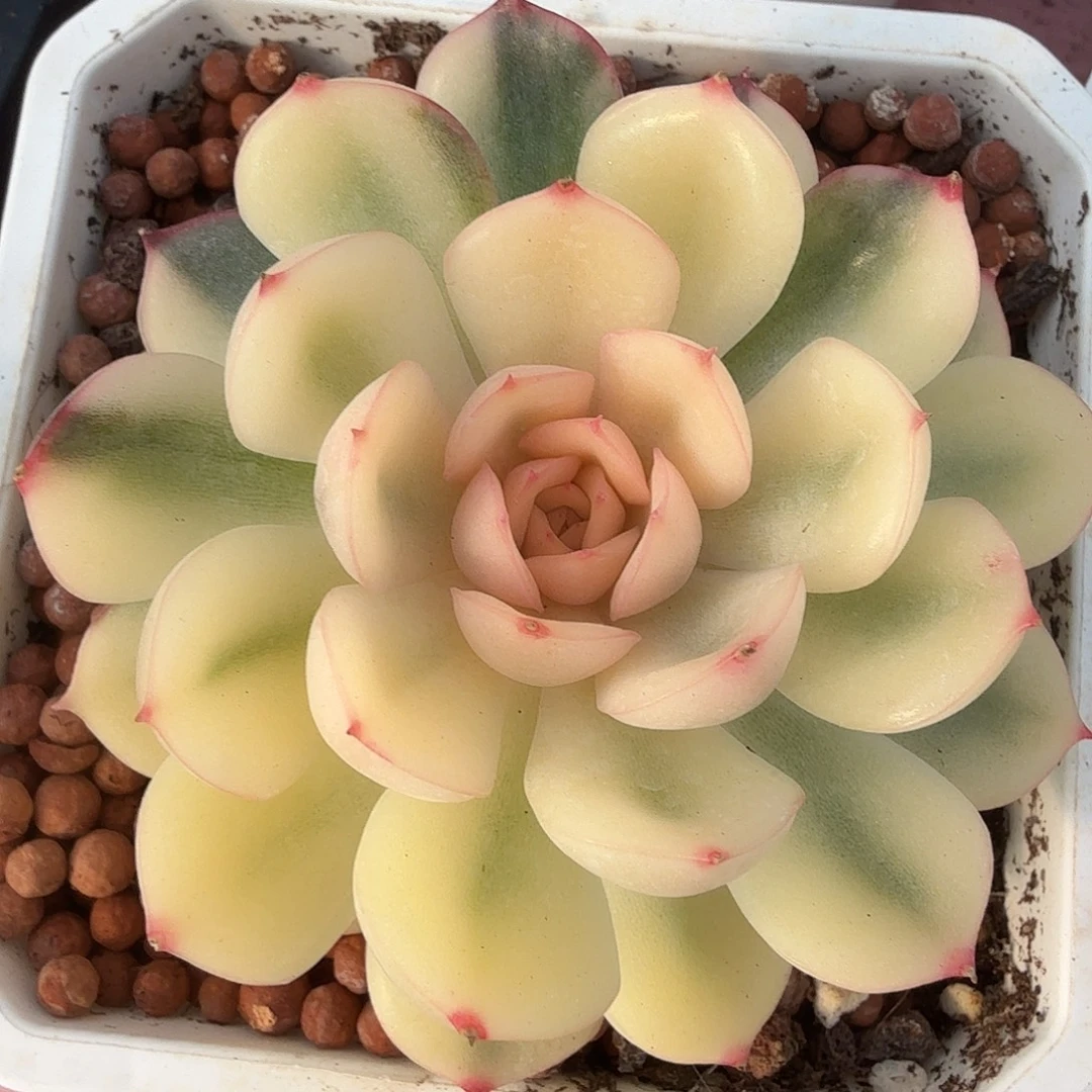 武仙座锦，宽覆轮锦，多肉植物。