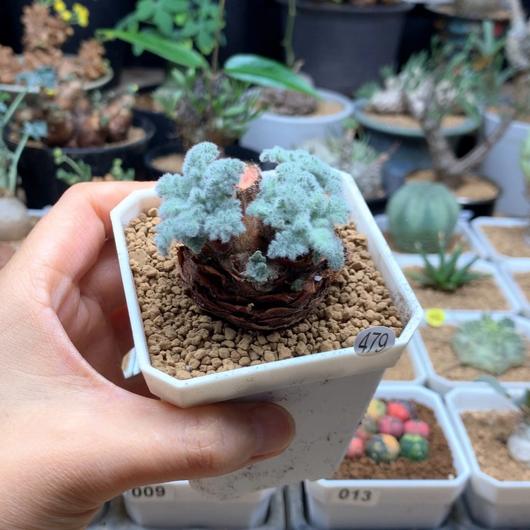 羽叶杨葵母本带盆479