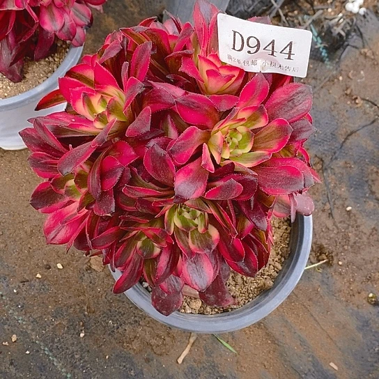 944烟花多肉无主头绣球