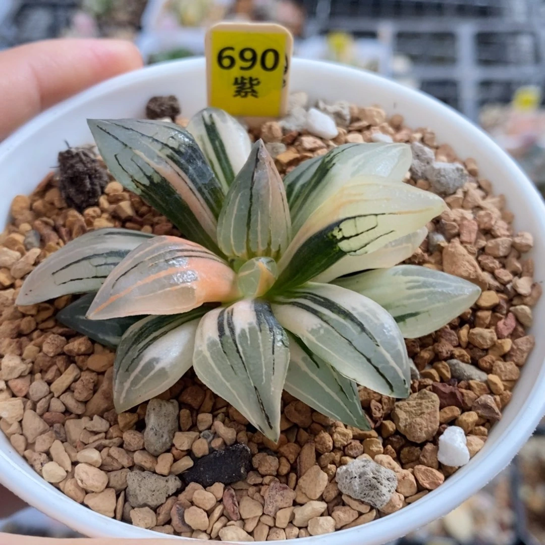 690号西瓜锦多肉植物