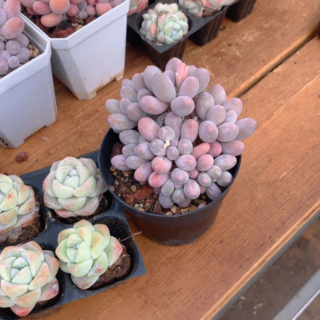 精控汤圆多肉一物一拍