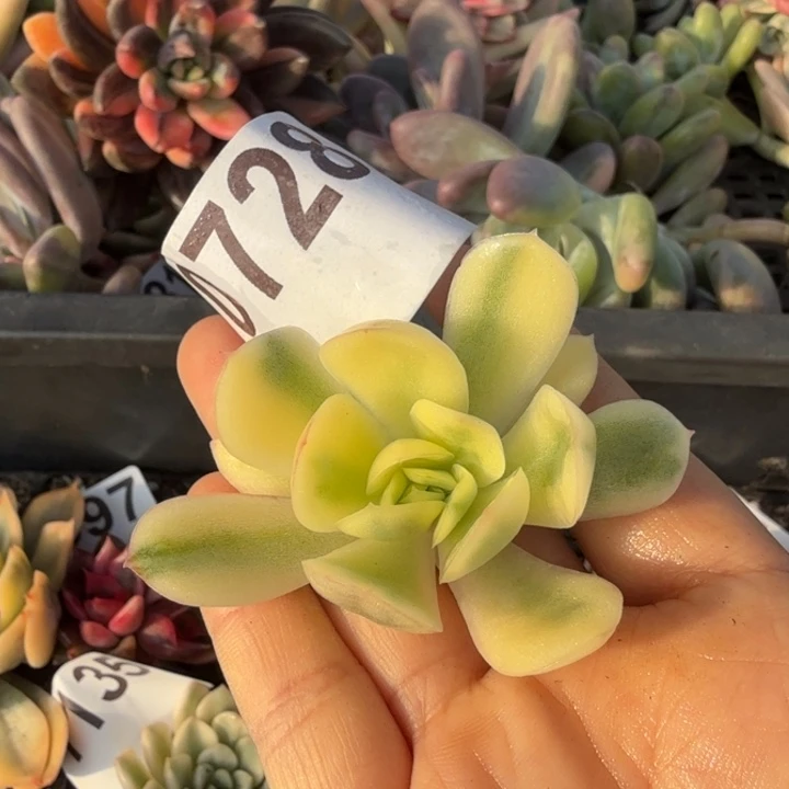 无根多肉植物满18包邮当场凑单不满单隔天发顺丰到付