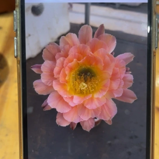 彩草夏娃7公分左右