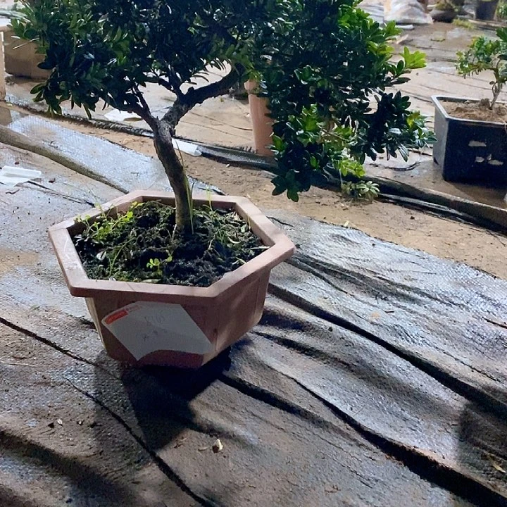 c***g罗汉松鲜花绿植