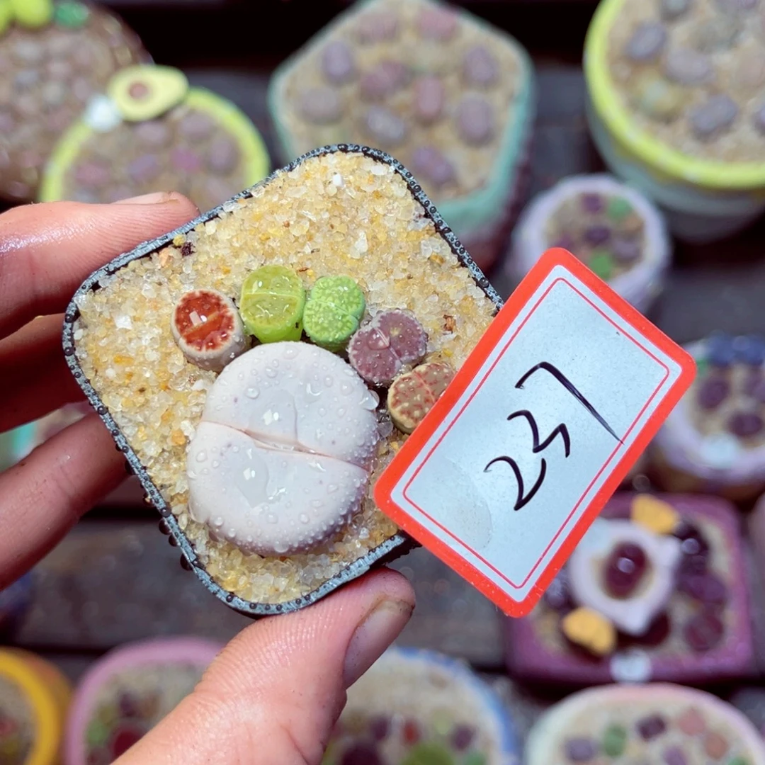 237生石花带盆发1