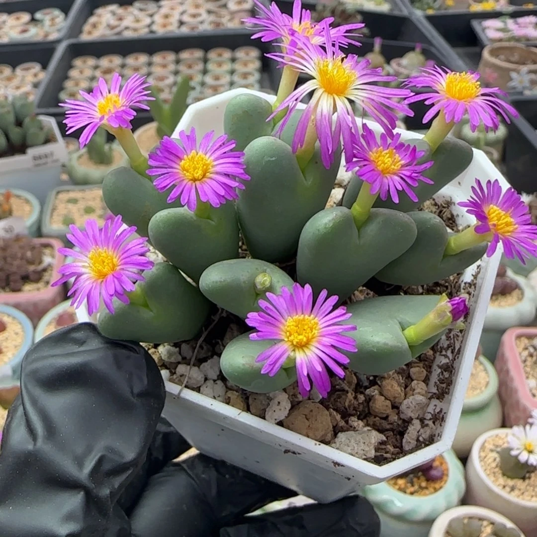 5699--一物一拍 带盆