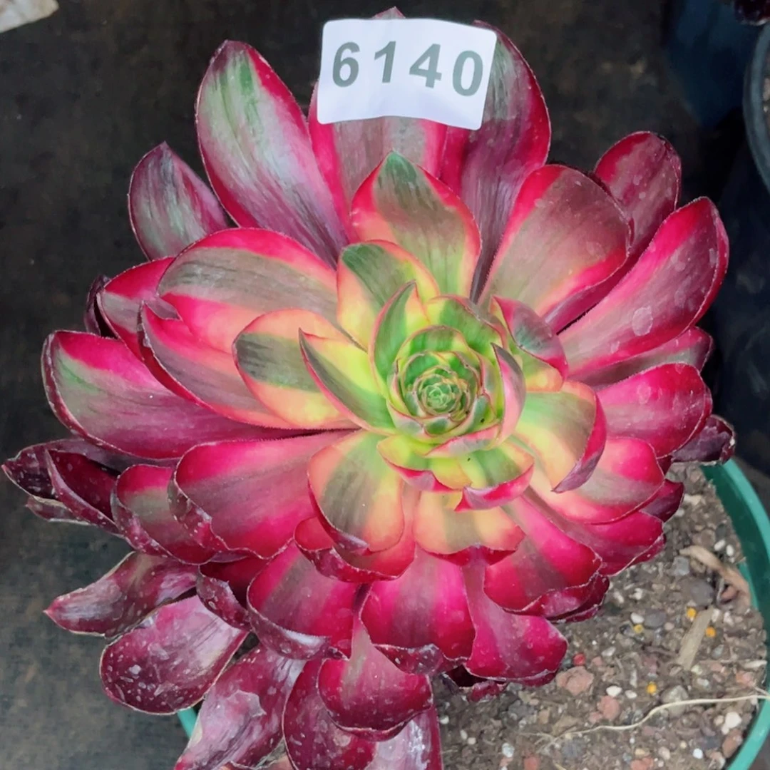 烈焰多肉特价发货