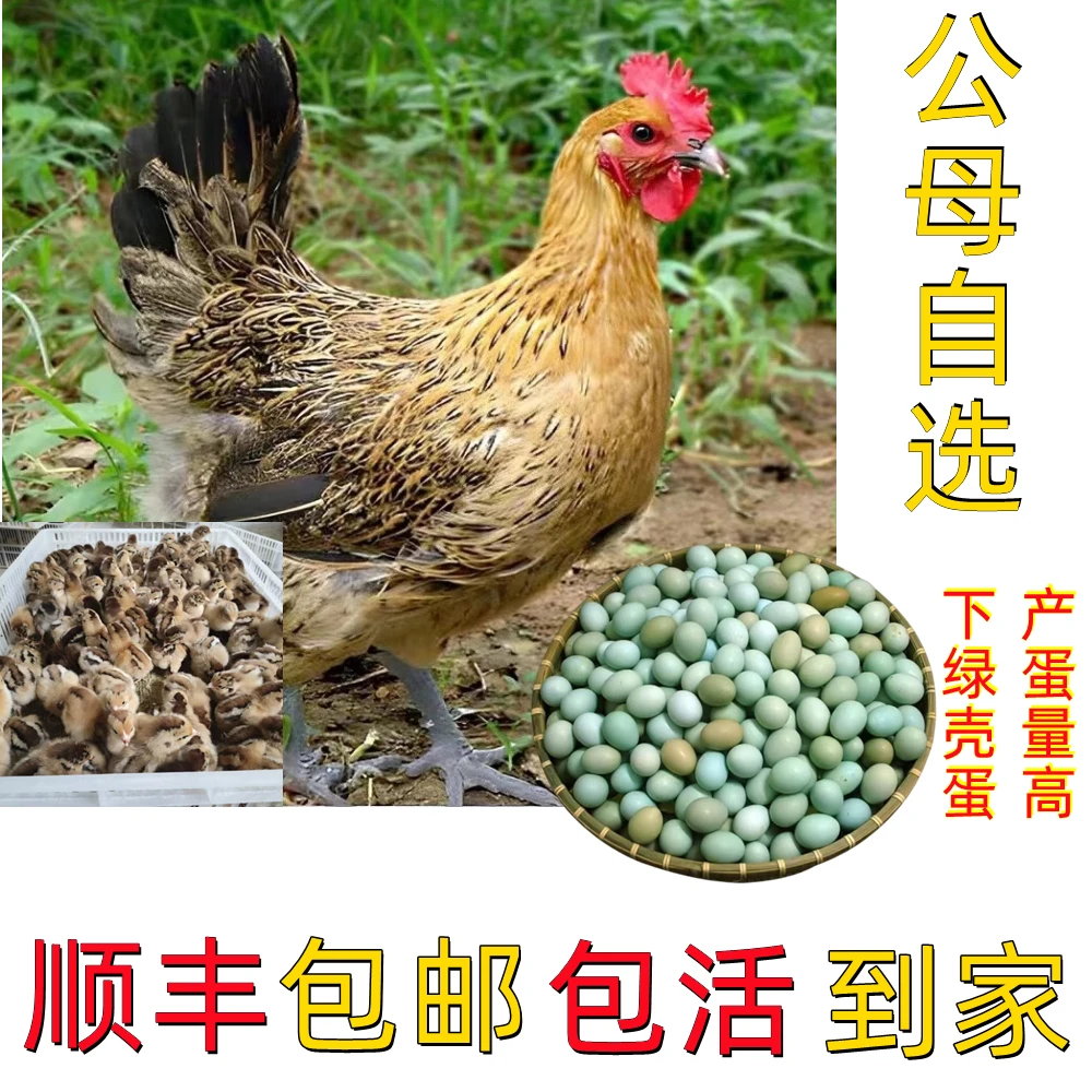 麻羽鸡 淮南草红瑶鸡绿壳蛋鸡土鸡蛋鸡青脚麻鸡茶花鸡宠物鸡包邮