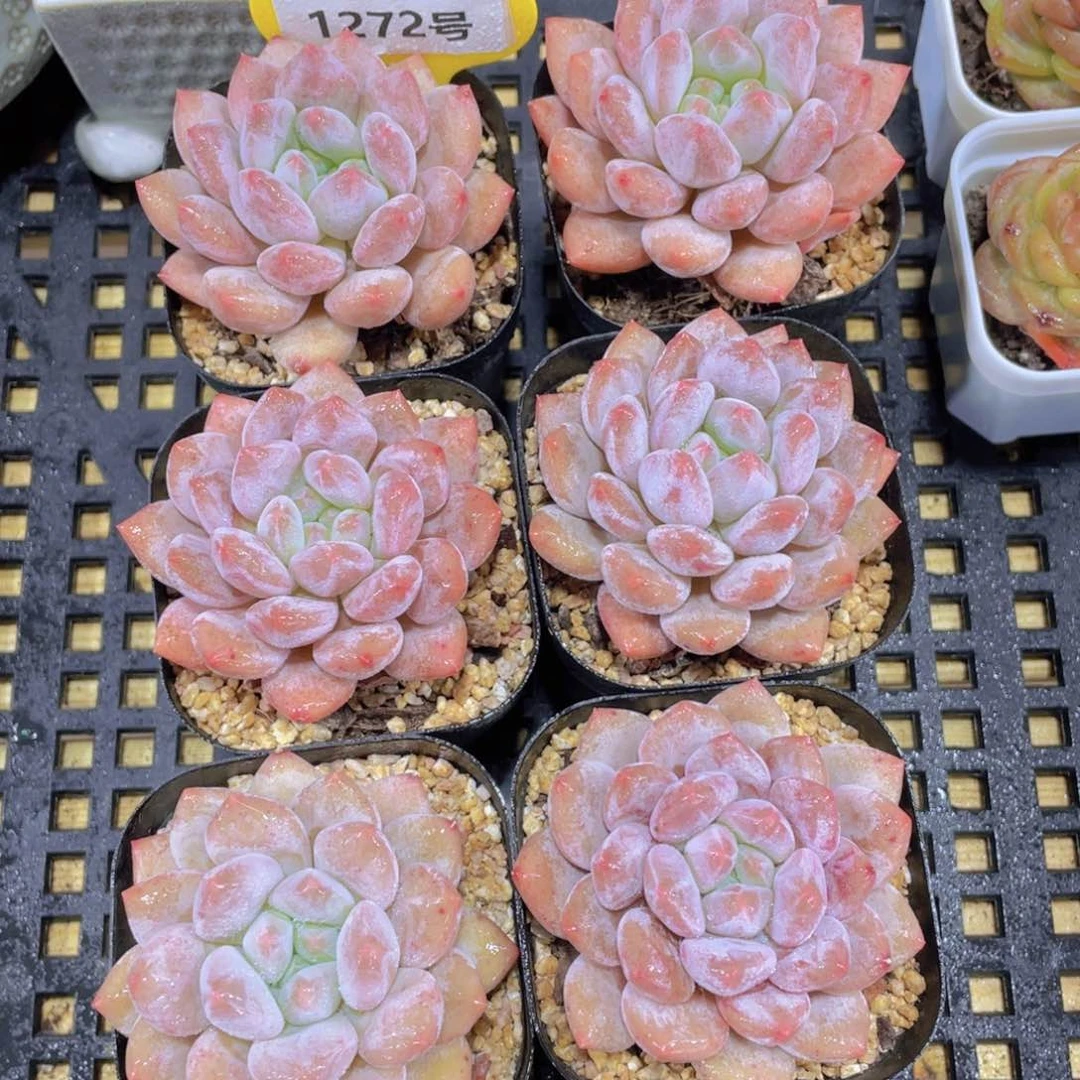 1272号 丸叶果冻奶油半夏单头一个