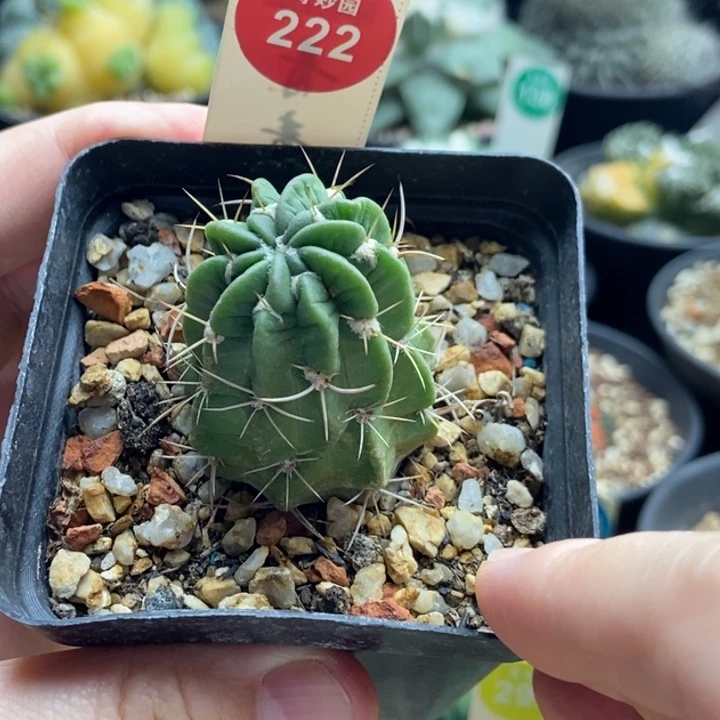 实生狂风一颗仙人球