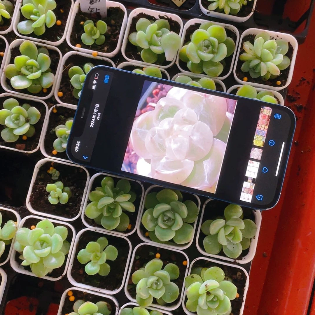 钻石珍妮4号中盆一个满25包邮