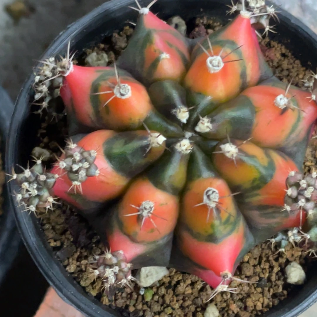 当前无花朵，栽培后可花朵黄金猫眼