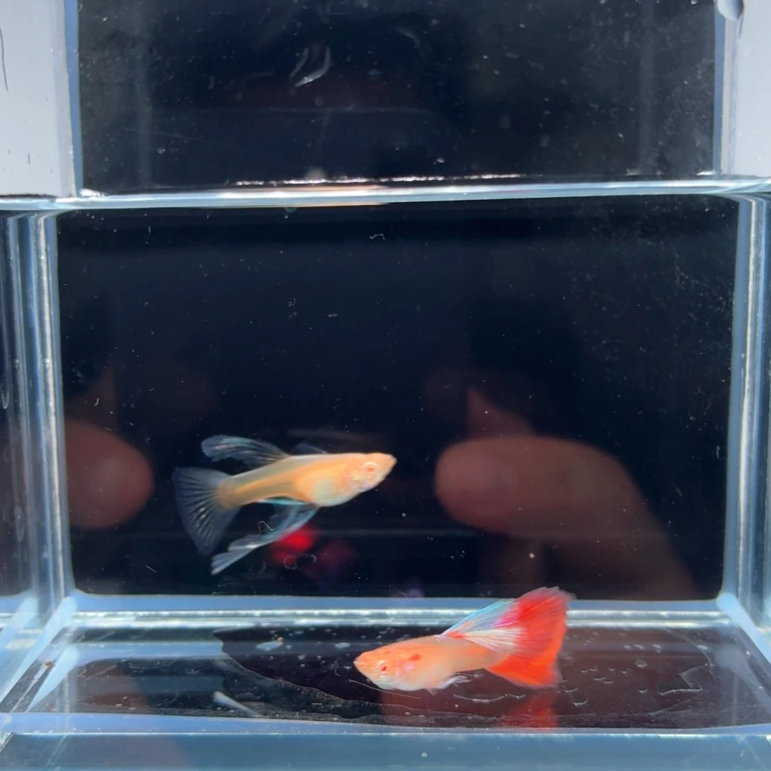 孔雀鱼火烧云大c一对（4）